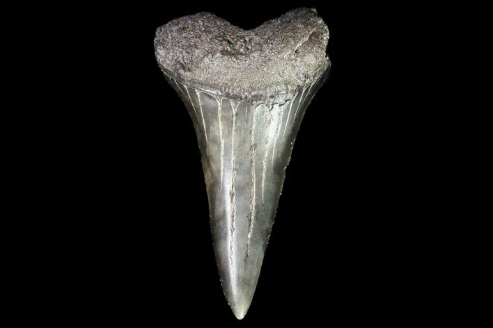 Fossil Shortfin Mako Shark Tooth - Georgia #75278